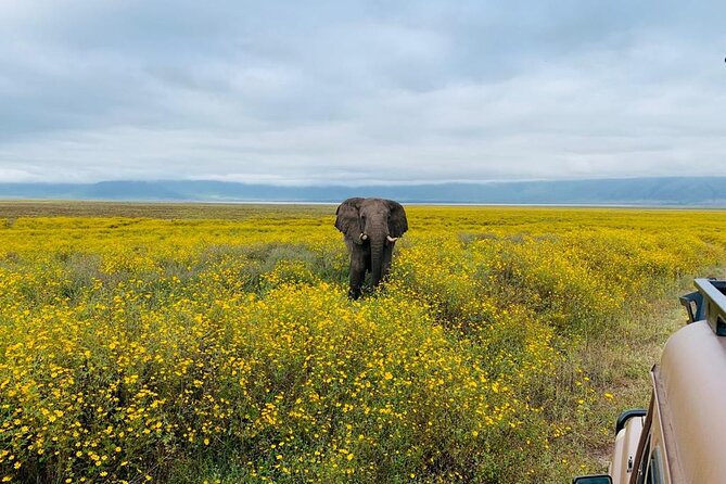 04 Days Tarangire, Serengeti and Ngorongoro crater group (Camping - Day 3: From Serengeti to the Ngorongoro rim