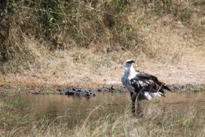 1 Day Safari to Akagera national park-Big5 Safari