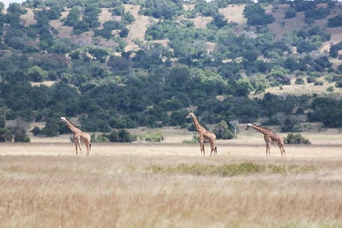 1 Day Safari to Akagera national park-Big5 Safari - Lunch and the change from land to water