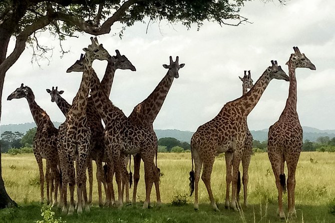 1 Day Safari to Mikumi National Park - The morning game drive and wildlife search