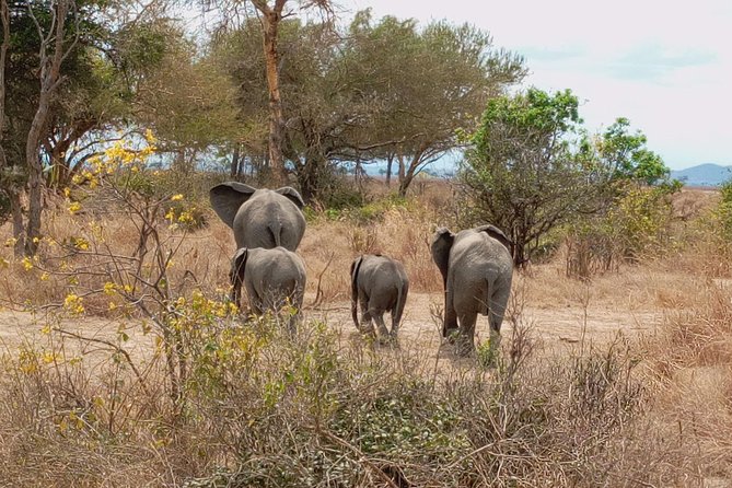 1 Day Safari to Mikumi National Park - The private format and vehicle comfort