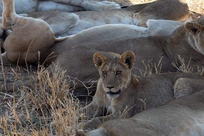 1. Day safaris to Mikumi by Train from dar es salaam - The drive from Morogoro to Mikumi