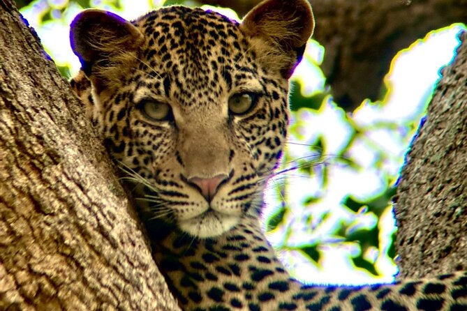 1. Day safaris to Mikumi by Train from dar es salaam - What the $370 price really covers
