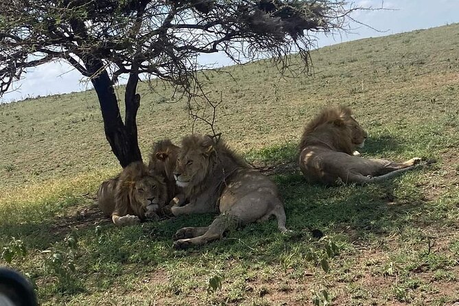 1. Day safaris to Mikumi by Train from dar es salaam - The SGR ride to Morogoro