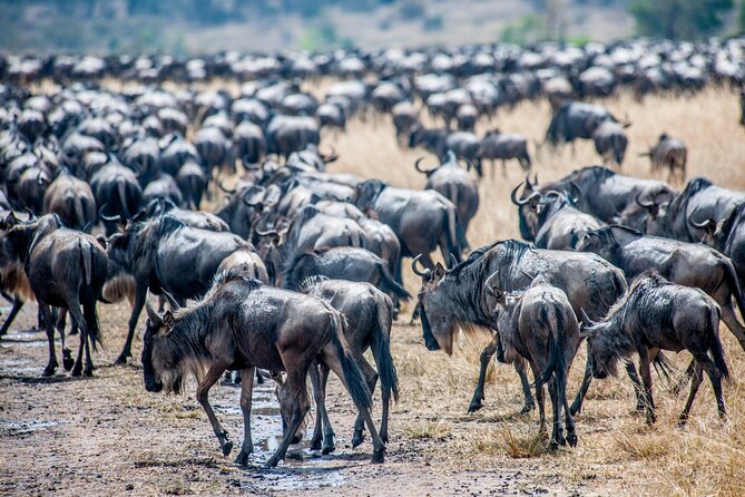 10-Day Serengeti Wildebeest Migration Safari from Arusha - Why the northern Serengeti matters