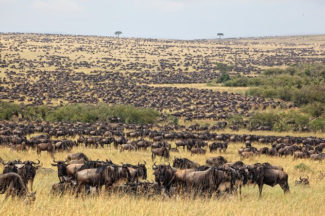 10-Day Serengeti Wildebeest Migration Safari from Arusha - Day 8: Down into Ngorongoro Crater
