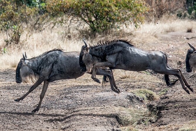 10-Day Serengeti Wildebeest Migration Safari from Arusha - Day 9: A quieter day in Tarangire