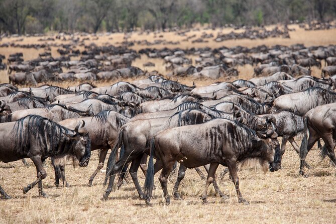 10-Day Serengeti Wildebeest Migration Safari from Arusha - Day 10: Returning to Arusha