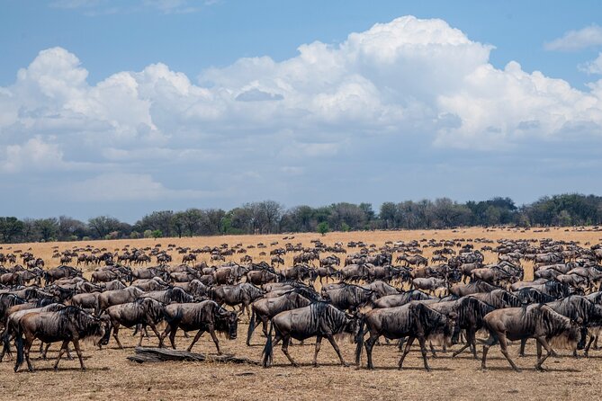 10-Day Serengeti Wildebeest Migration Safari from Arusha - Day 1: A gentle arrival in Arusha