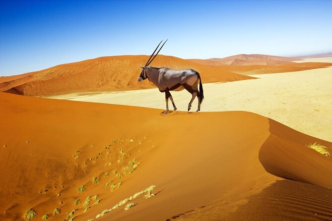 12 Day Classic Namibia Camping Safari - Key things to know before booking