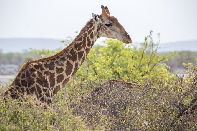 12 Day Classic Namibia Camping Safari - Why this route works for a first look at Namibia