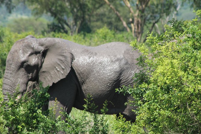 15-Day Gorilla and chimps Trekking, Big 5 and Nature Sighting Safari - Why this Uganda route works so well