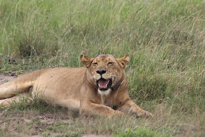 15-Day Gorilla and chimps Trekking, Big 5 and Nature Sighting Safari - Kibale’s chimpanzees and the Top of the World hike