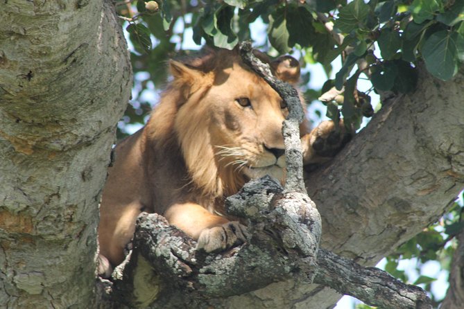 15-Day Gorilla and chimps Trekking, Big 5 and Nature Sighting Safari - Gorilla trekking in Uganda’s southwestern forests