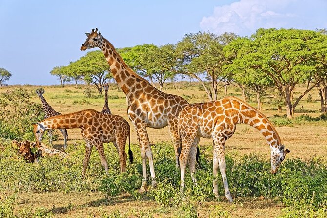 15-Day Gorilla and chimps Trekking, Big 5 and Nature Sighting Safari - Entebbe arrival and the long road to Murchison Falls