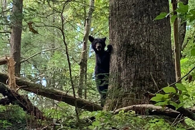 2.5-3 hour Smoky Mountain Cherokee Blue Ridge Parkway Safari tour - A good fit for families