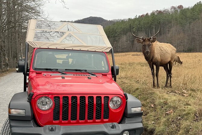 2.5-3 hour Smoky Mountain Cherokee Blue Ridge Parkway Safari tour - Price and value at $99.99
