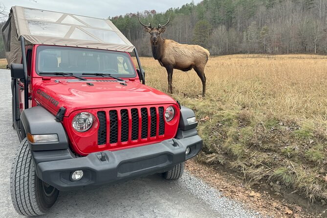 2.5-3 hour Smoky Mountain Cherokee Blue Ridge Parkway Safari tour - Weather, comfort, and practical details