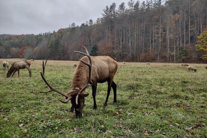 2.5-3 hour Smoky Mountain Cherokee Blue Ridge Parkway Safari tour - Cherokee culture and Appalachian stories