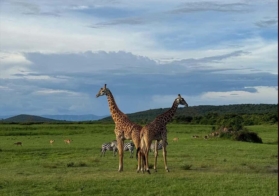 2 Day Akagera Big 5 Game drive Safari & Highest Peak Camping - Why sleeping inside Akagera changes the safari