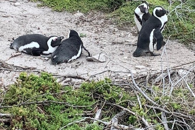 2 Day Safari Experience from Cape Town - Key points at a glance