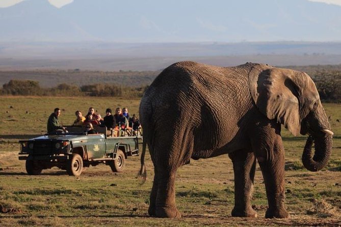 2 Day Safari Experience from Cape Town - What this two-day Cape Town safari really offers