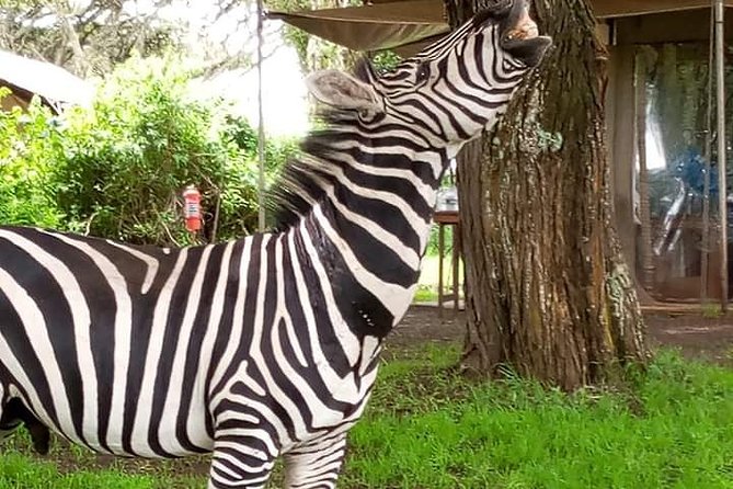 2 Day Safari Tarangire and Ngorongoro Crater - Leaving Arusha for Tarangire National Park