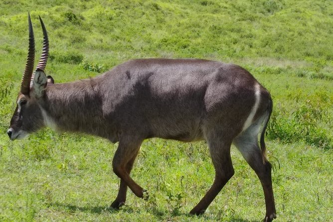 2 Day Safari Tarangire and Ngorongoro Crater - Tarangire’s elephants, baobabs, and dry-season action