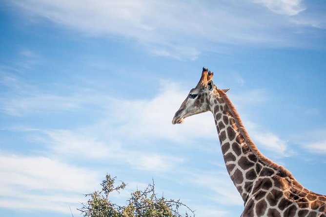 2 Day South African Wildlife Tour with 4x4 Safari from Cape Town - Guides, group size, and the value of support
