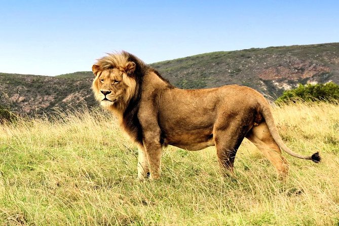2 Day South African Wildlife Tour with 4x4 Safari from Cape Town - What to pack and how to prepare