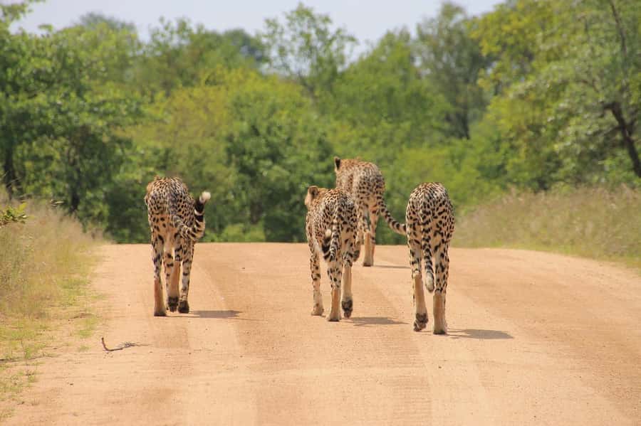 2-Day Tsavo East National Park Safari (with options) - Key points to know before booking