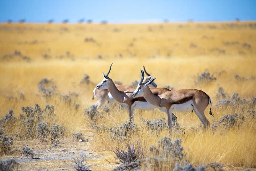2-Day Tsavo East National Park Safari (with options) - Private groups, flexibility, and cancellation