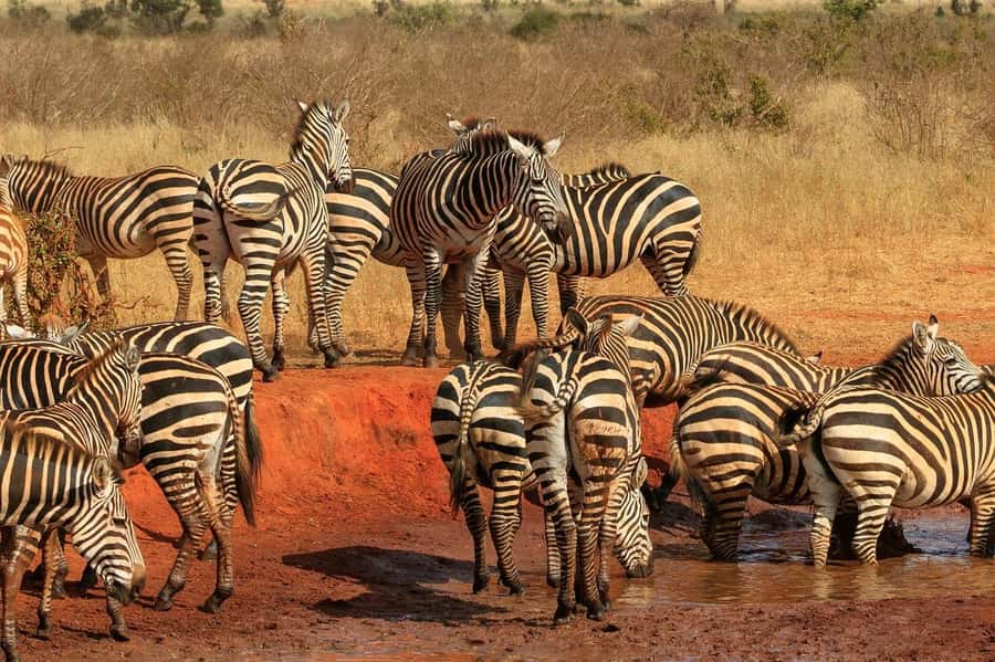 2-Day Tsavo East National Park Safari (with options) - Why Tsavo East works well from the coast