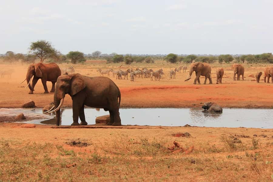 2-Day Tsavo East National Park Safari (with options) - The return to Mombasa, Diani, Kilifi, Watamu, or Malindi