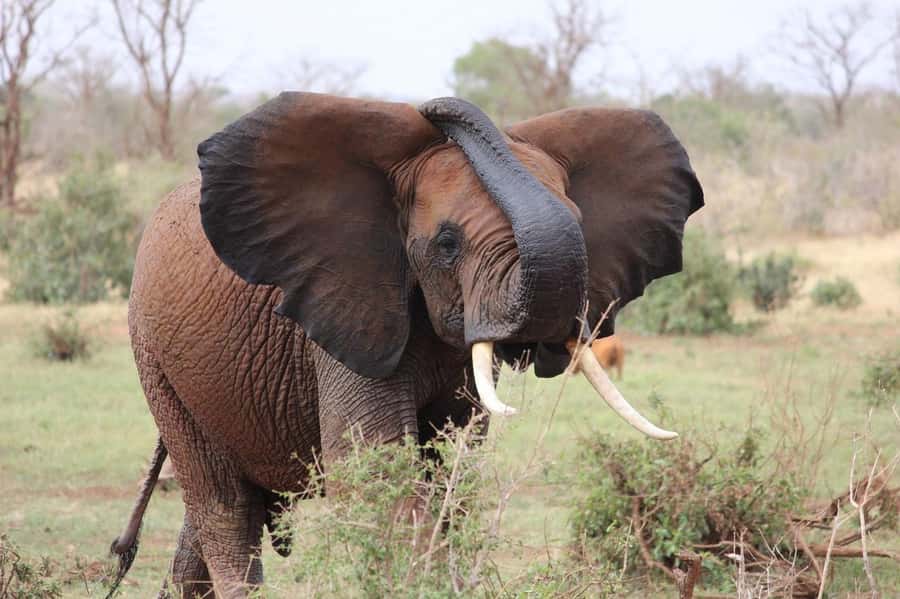 2-Day Tsavo East National Park Safari (with options) - What the $360 price really includes