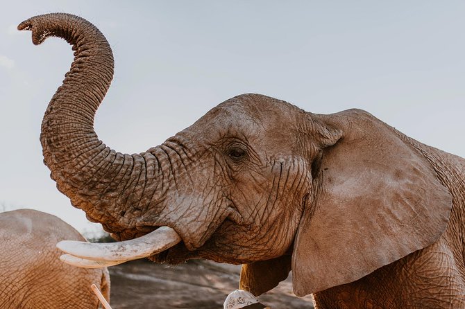 2 Day Wild Heart Western Cape Safari Tour with Private Transfers - Key points to know before booking