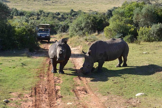 2 Day Wild Heart Western Cape Safari Tour with Private Transfers - Two days, two reserves, and a lot of road