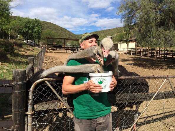 2 Day Wild Heart Western Cape Safari Tour with Private Transfers - Oudtshoorn and the dry Klein Karoo