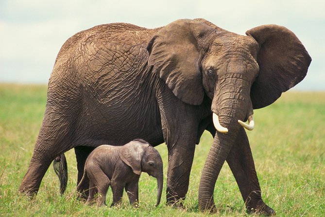 2 Day Wild Heart Western Cape Safari Tour with Private Transfers - Route 62 makes the return part of the tour