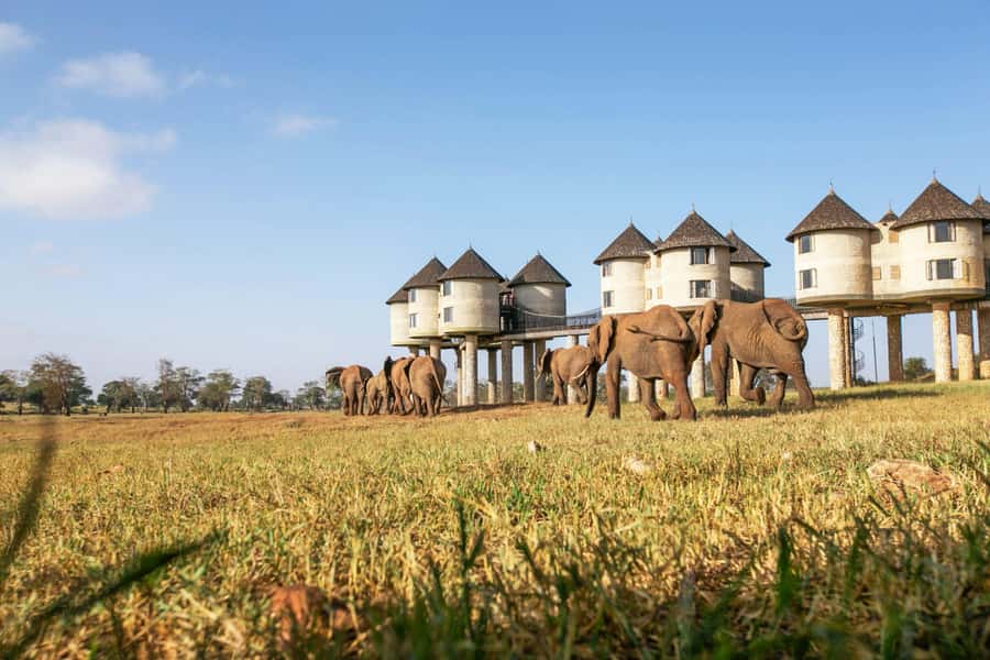 2 days 1 night saltlick safari from Diani/Mombasa - The early morning drive on day two