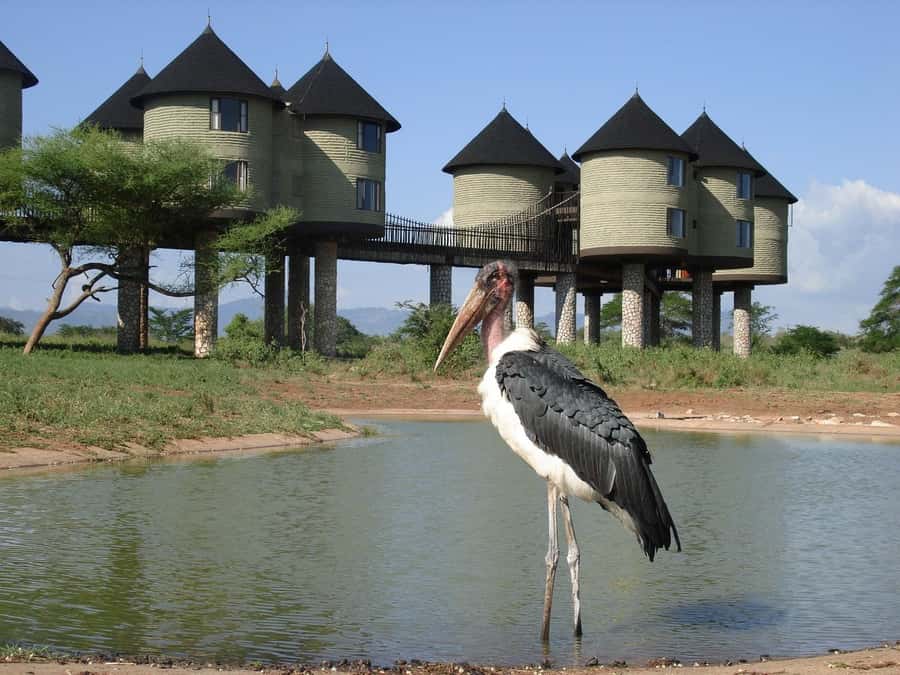 2 days 1 night saltlick safari from Diani/Mombasa - The return to your beach hotel