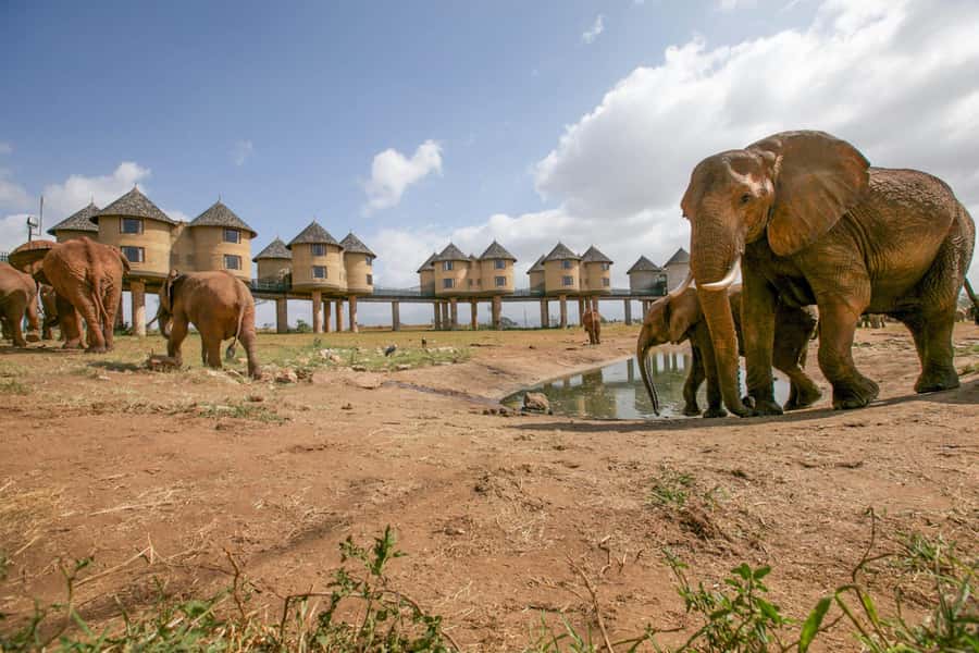 2 days 1 night saltlick safari from Diani/Mombasa - What the $650 price covers