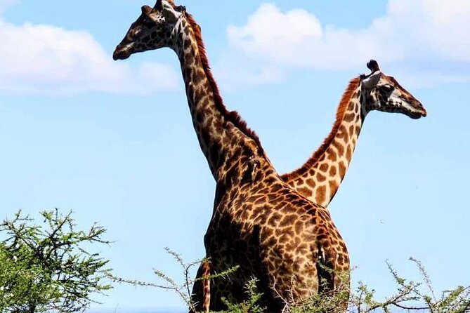2 Days and 1 Night Mikumi Safari Private Tour - Key points to know before booking