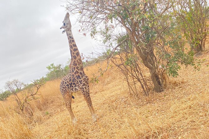 2 Days and 1 Night Mikumi Safari Private Tour - Why Mikumi works for a short safari from Dar es Salaam