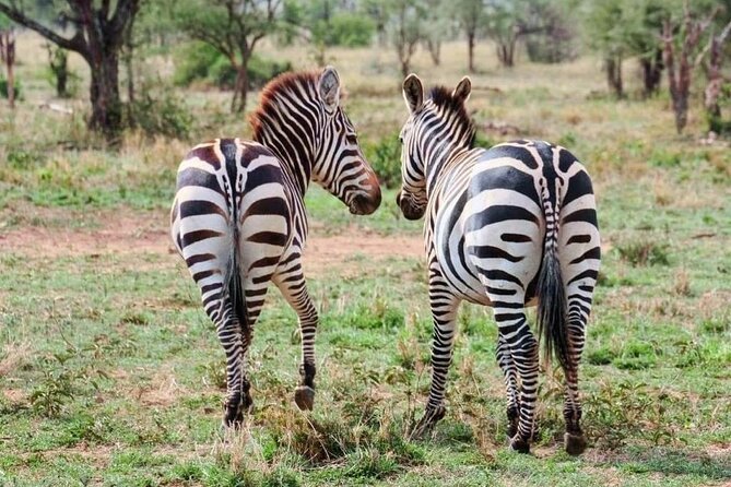 2 Days and 1 Night Mikumi Safari Private Tour - The return to Dar es Salaam