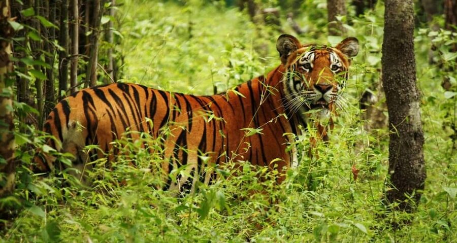 2 Days Chitwan Jungle Safari Tour from Pokhara/Kathmandu - Transport is the biggest question to settle