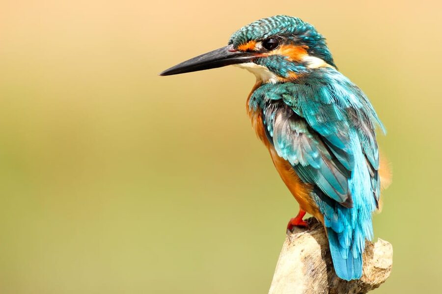 2 Days Chitwan Jungle Safari Tour from Pokhara/Kathmandu - What $117 really buys you