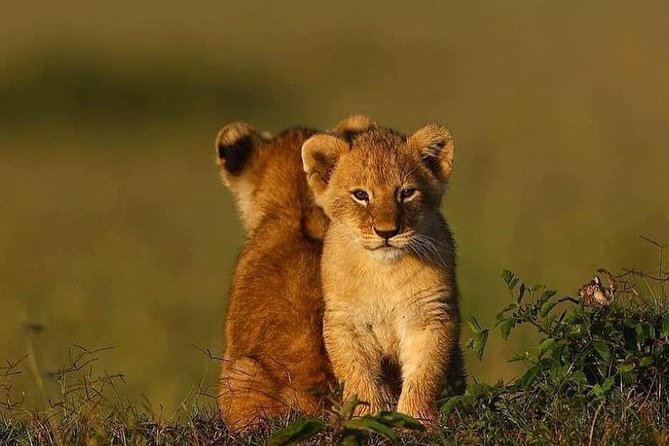 2 days Mid Range Safari in Ngorongoro and Tarangire Big 5 Parks - Why this two-day route works from Arusha