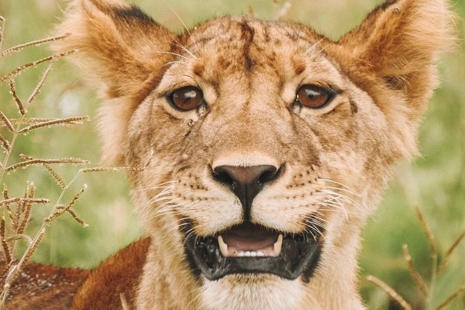 2 days Mid Range Safari in Ngorongoro and Tarangire Big 5 Parks - The guide can make or break a short safari
