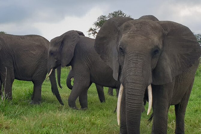 2 Days Mikumi National Park Safari From Dar es salaam or Zanzibar - Meals, accommodation, and what is not covered